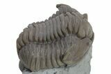 Long Flexicalymene Meeki Trilobite - Monroe, Ohio #224895-1